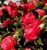 October Magic® Rose™ Camellia, Camellia sasanqua 'Green 98-009' 